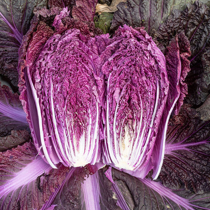 🥬Purple Napa Cabbage Seeds