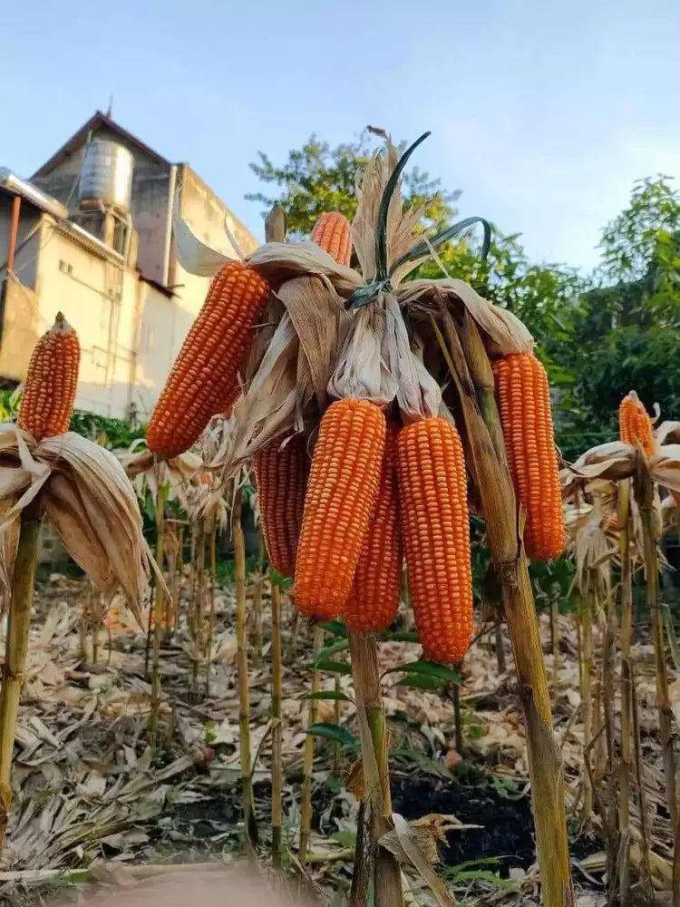 🌽 Japanese Yellow Corn Seeds