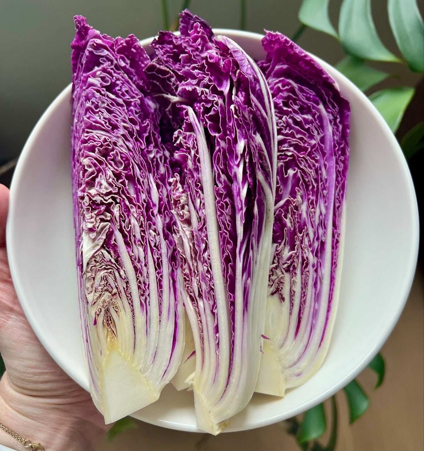 🥬Purple Napa Cabbage Seeds