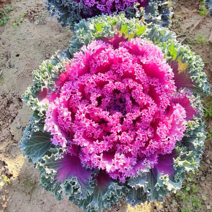 🥗Rare Purple Edible Kale Seeds