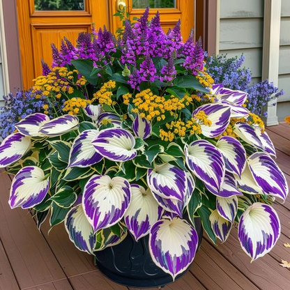 Multicolor Rare Hosta Flowers Seeds + Plant Growth Serum Free