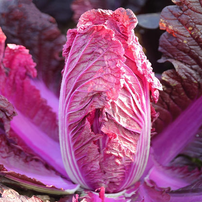 🥬Purple Napa Cabbage Seeds