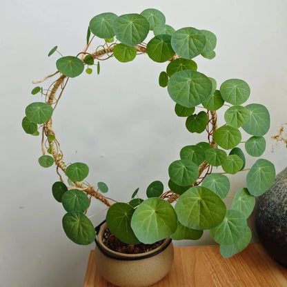 Stephania Erecta Bulbs (Buy 1 Get 1 Free)