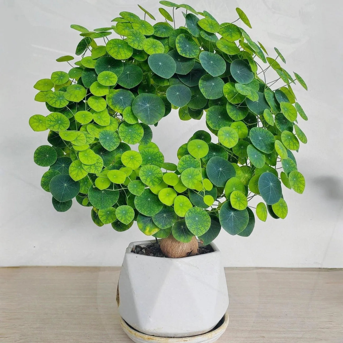 Stephania Erecta Bulbs (Buy 1 Get 1 Free)