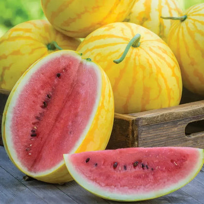 Golden Red Watermelon Seed