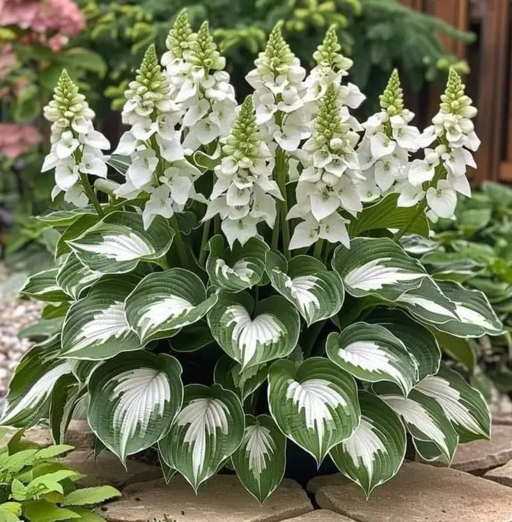 Multicolor Rare Hosta Flowers Seeds🌿