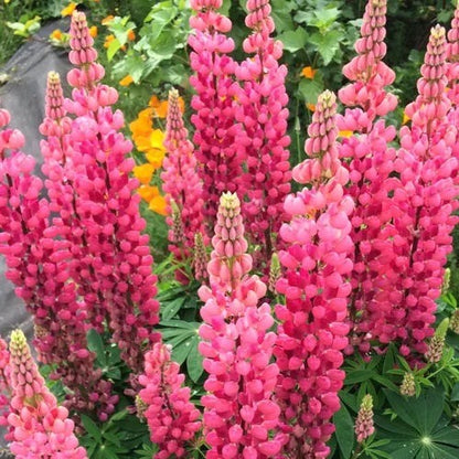 Perennial Russells Lupine 🌺Flower Seeds