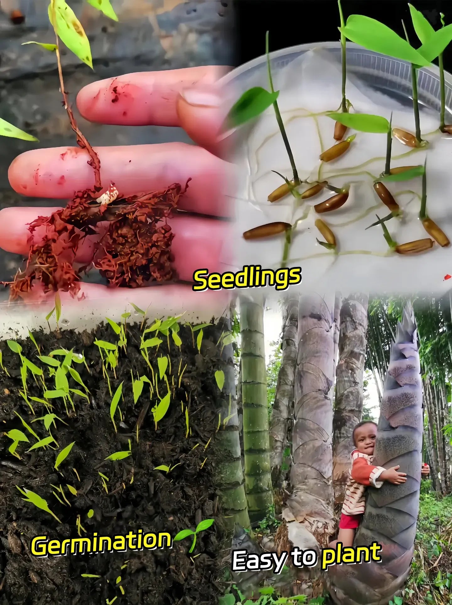 Rare Species Giant Bamboo Seeds