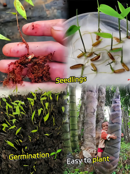 Rare Species Giant Bamboo Seeds