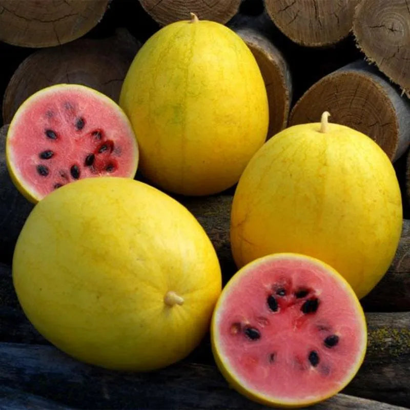 Golden Red Watermelon Seed