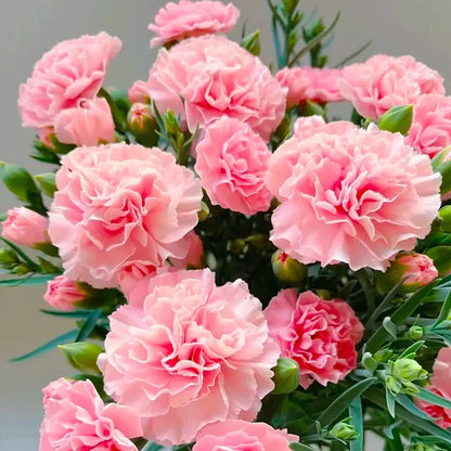 Elegant Carnation Seeds 🌸(With Free Potting Mix 100g)