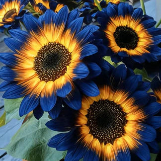 Blue Flame Sunflower Seeds🌻 + 100 Grams Organic Pot Mix Free🌱