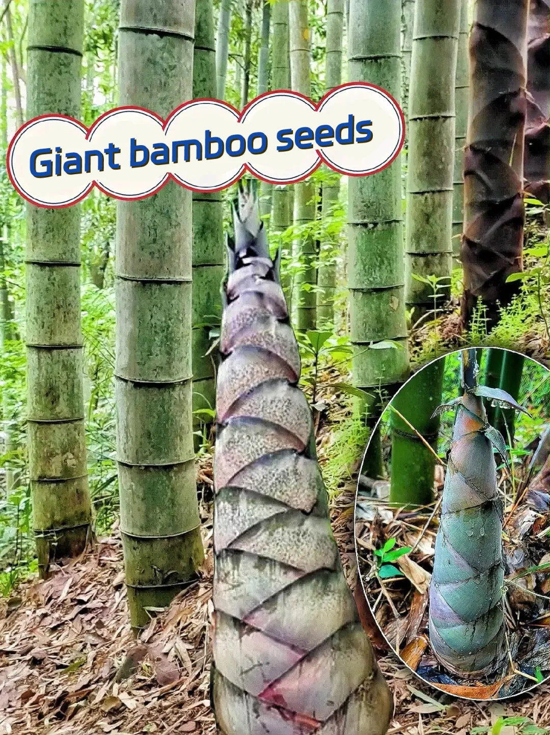 Rare Species Giant Bamboo Seeds