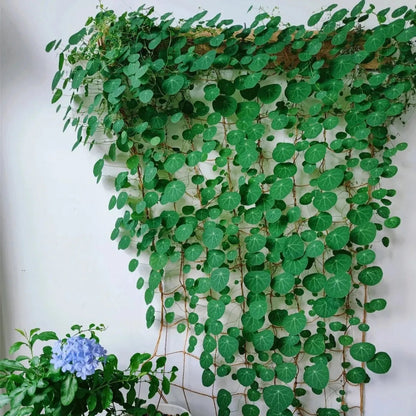 Stephania Erecta Bulbs (Buy 1 Get 1 Free)