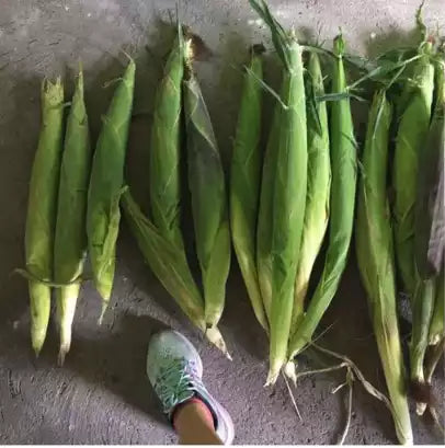 🌽 Japanese Yellow Corn Seeds