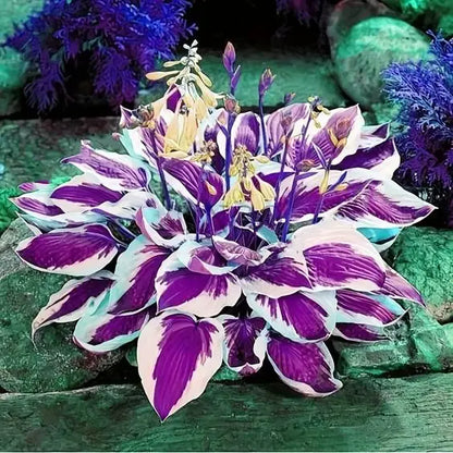 Multicolor Rare Hosta Flowers Seeds🌿