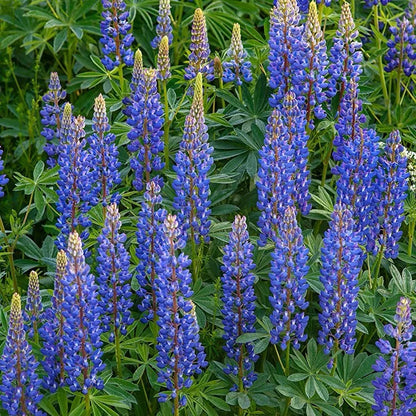 Perennial Russells Lupine 🌺Flower Seeds