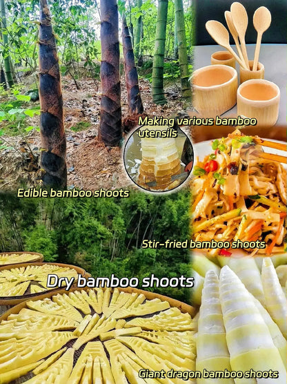 Rare Species Giant Bamboo Seeds