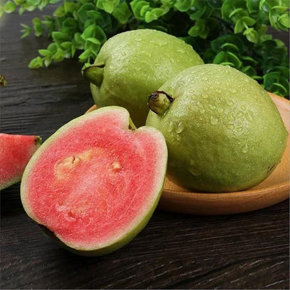 🍃 Organic Pink Guava Seeds + 🎁 Free Potting Mixture (100g)