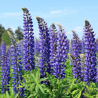 Perennial Russells Lupine 🌺Flower Seeds