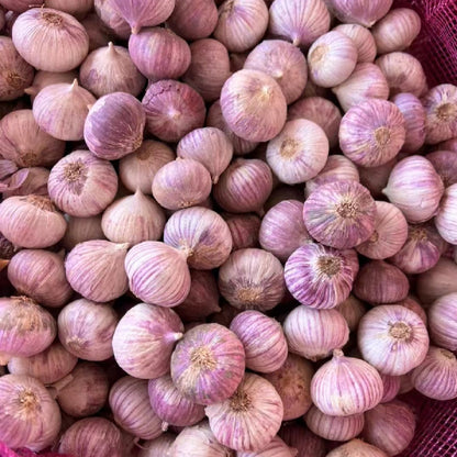 Single Clove Garlic Seeds🧄 + Free Plant Growth Serum🌱
