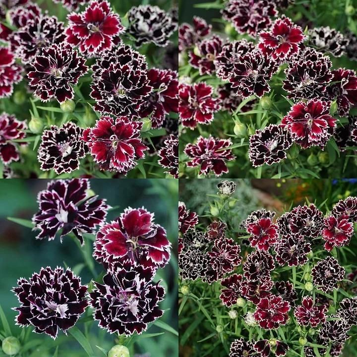 Dianthus Barbatus Seeds + Free Pot Mixture