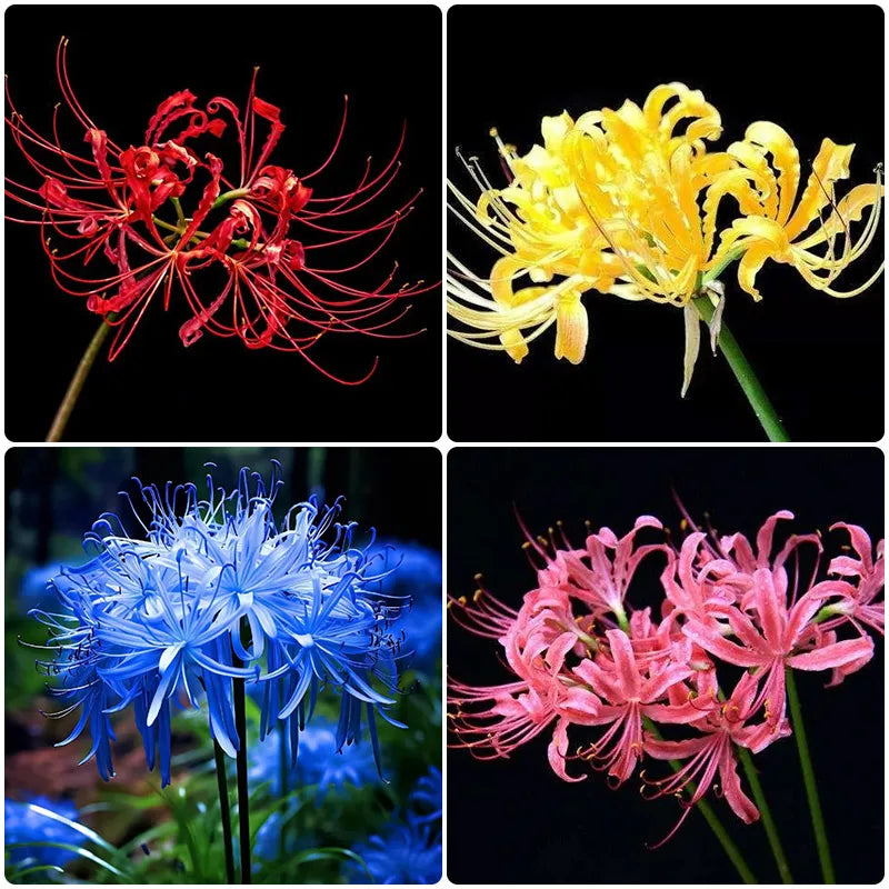Lily Equinox Flower Bulbs Seeds