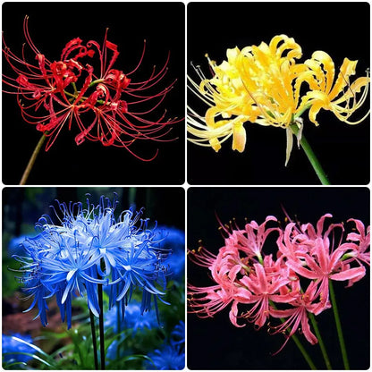 Lily Equinox Flower Bulbs Seeds
