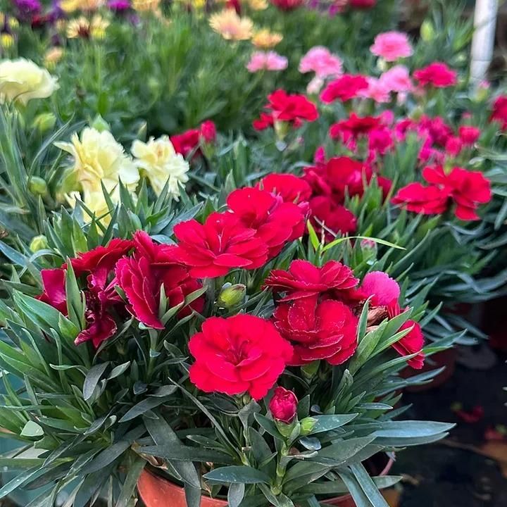 Elegant Carnation Seeds 🌸(With Free Potting Mix 100g)