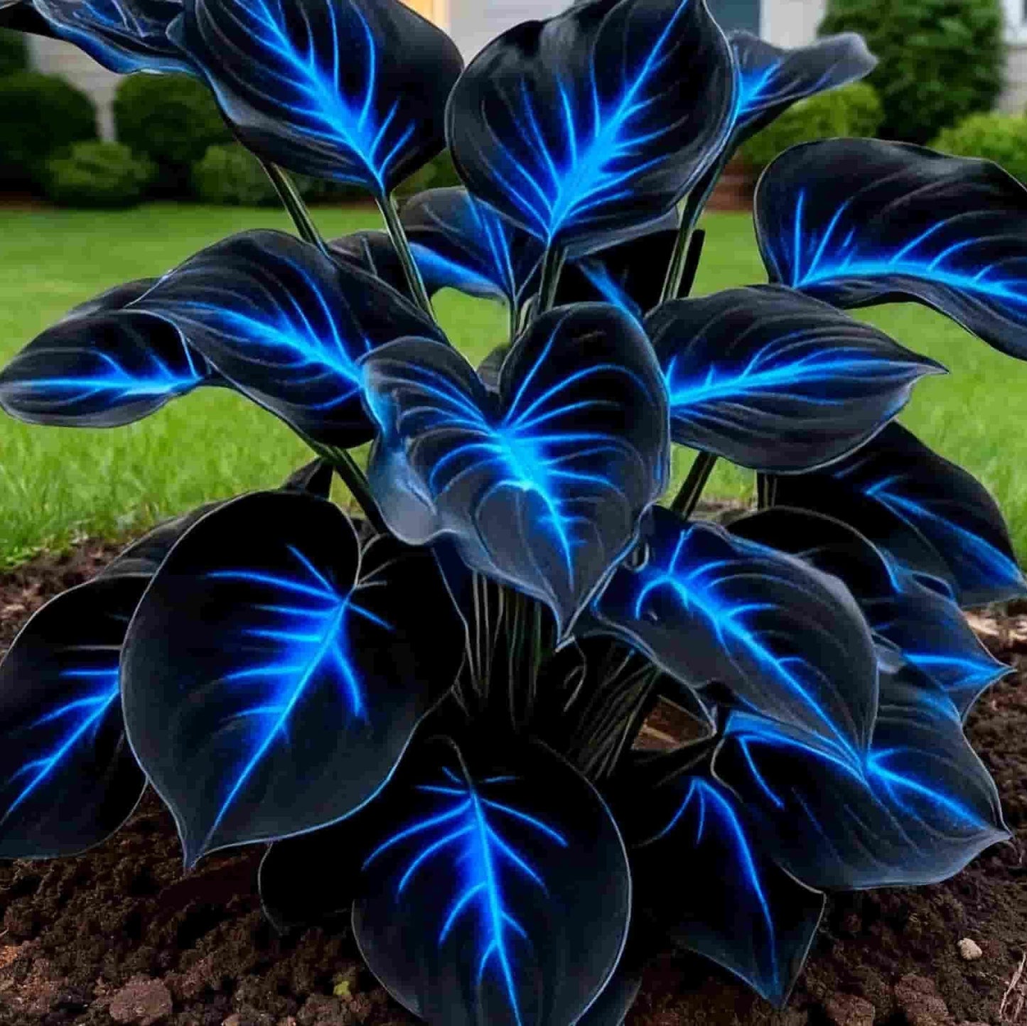 Blue Flame Hosta Seeds + Free Organic Pot Mix 100g