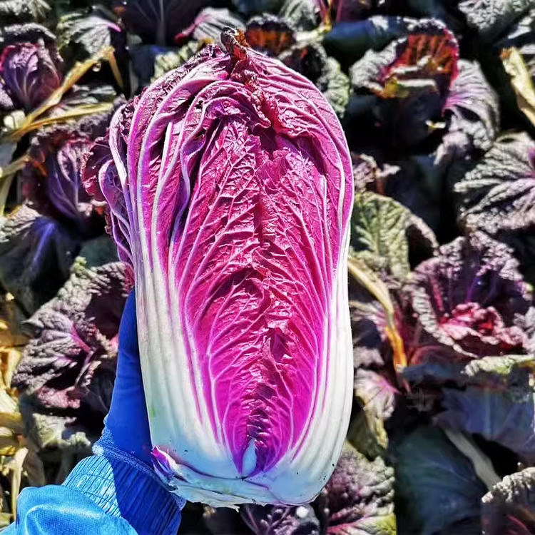 🥬Purple Napa Cabbage Seeds