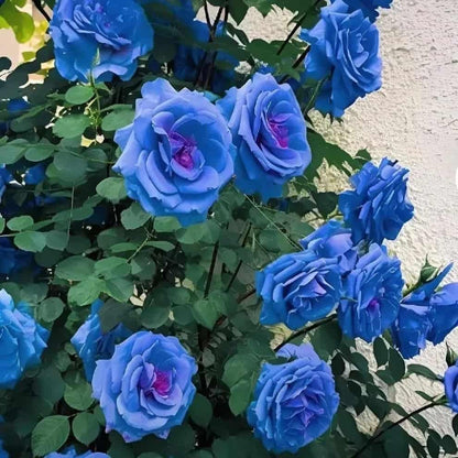 Exotic Blue Rose Seeds