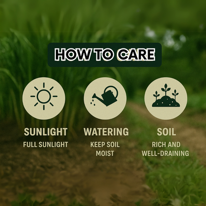 Green-Skinned Mini Sugarcane Seeds