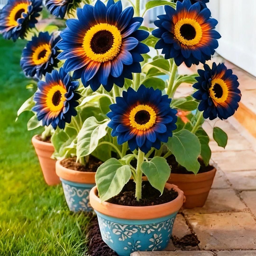 Blue Flame Sunflower Seeds🌻 + 100 Grams Organic Pot Mix Free🌱