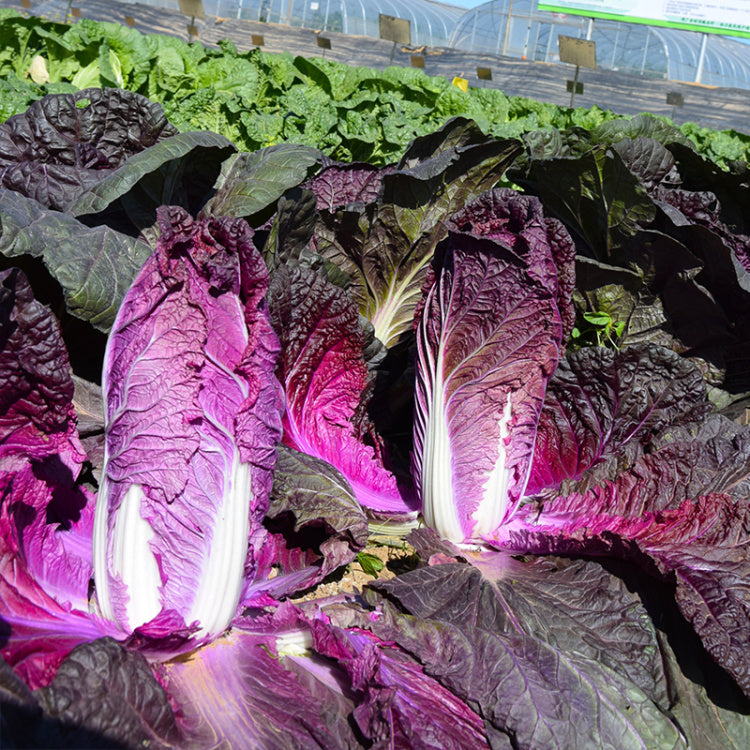 🥬Purple Napa Cabbage Seeds