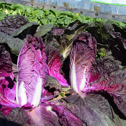 🥬Purple Napa Cabbage Seeds