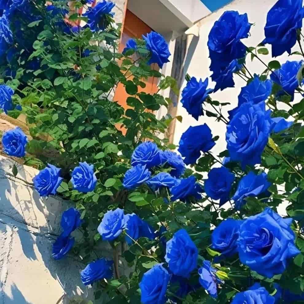 Exotic Blue Rose Seeds