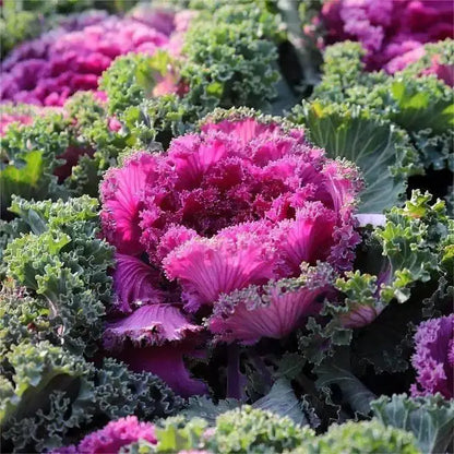 🥗Rare Purple Edible Kale Seeds