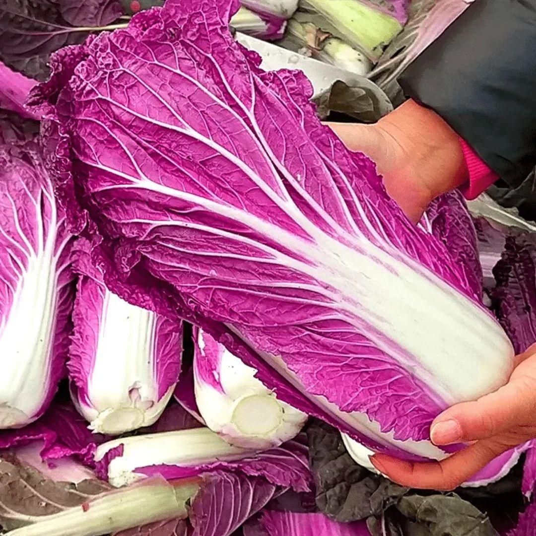🥬Purple Napa Cabbage Seeds