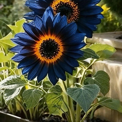 Blue Flame Sunflower Seeds🌻 + 100 Grams Organic Pot Mix Free🌱