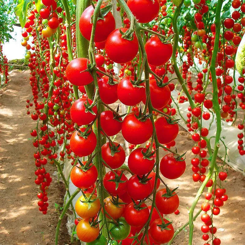 Waterfalls Cherry Tomato Seeds
