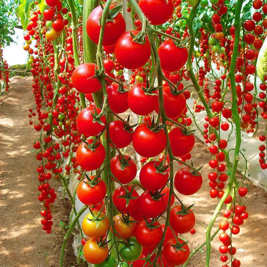 Waterfalls Cherry Tomato Seeds