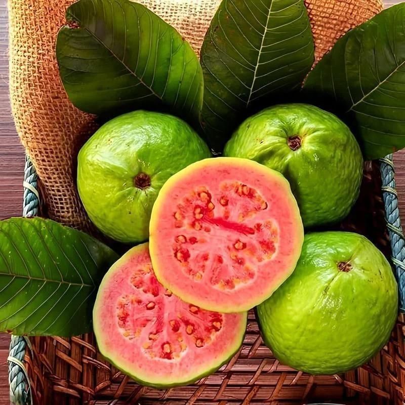 🍃 Organic Pink Guava Seeds + 🎁 Free Potting Mixture (100g)