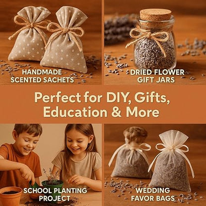 Imported English Lavender Seeds🪻