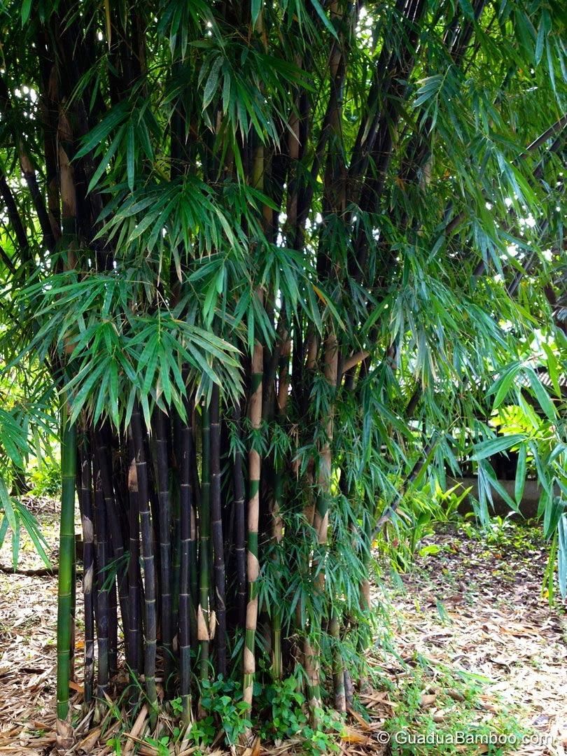 Rare Species Giant Bamboo Seeds