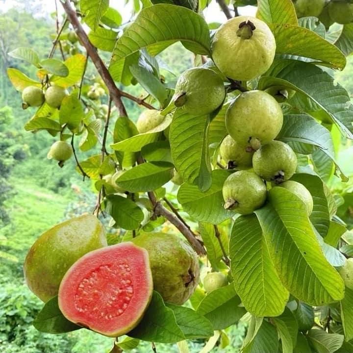 🍃 Organic Pink Guava Seeds + 🎁 Free Potting Mixture (100g)