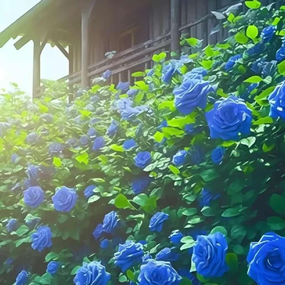 Exotic Blue Rose Seeds