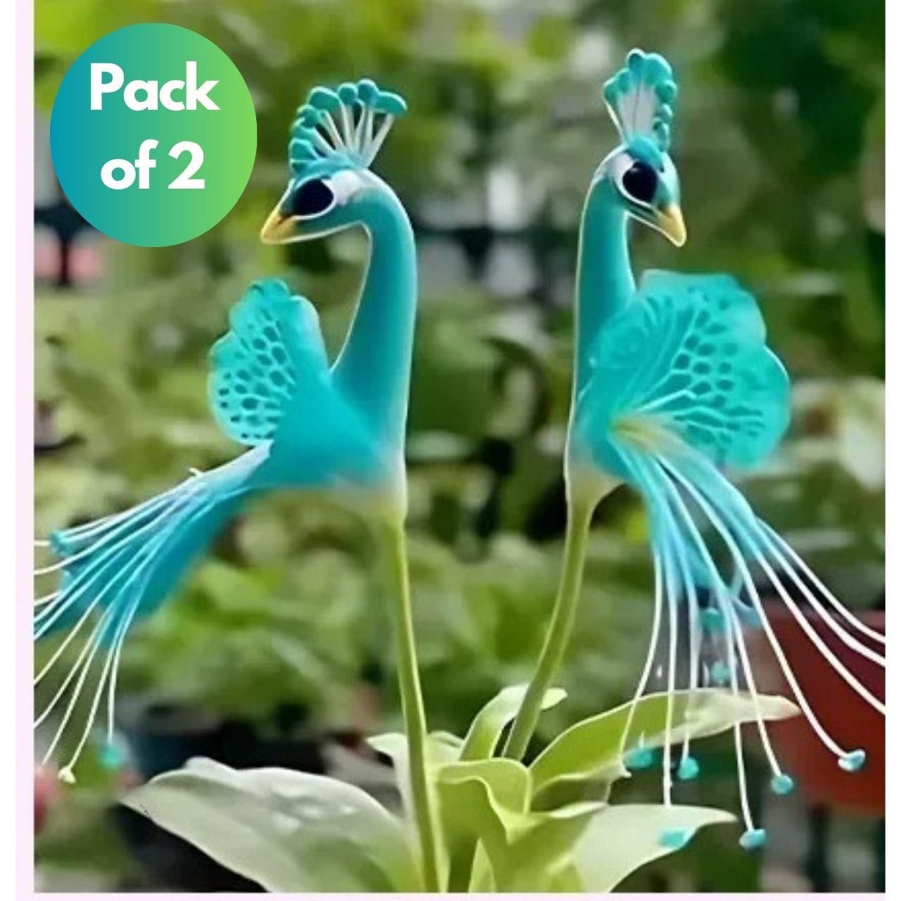 Imported Peacock Flower Seeds🌺🌿 + 100g Pot Mix Free(Pack of 2)