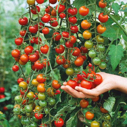 Waterfalls Cherry Tomato Seeds