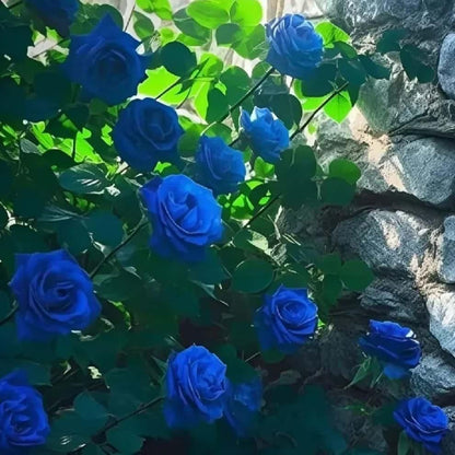 Exotic Blue Rose Seeds